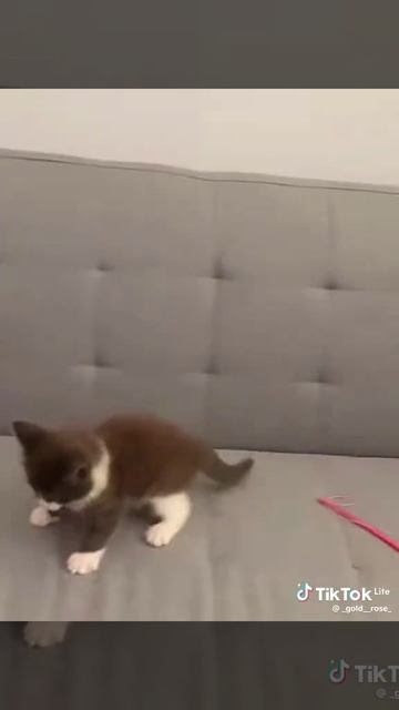котики