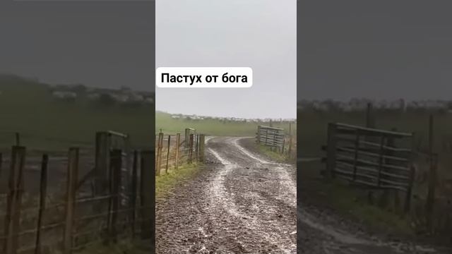 пастух с шилом