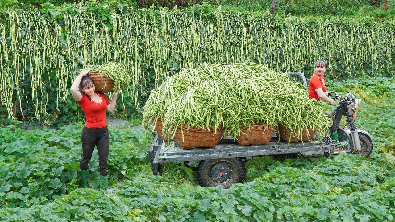 Use 3-Wheeled Truck To Harvest A Lot Of Long Green Beans Goes To Countryside Market Sell