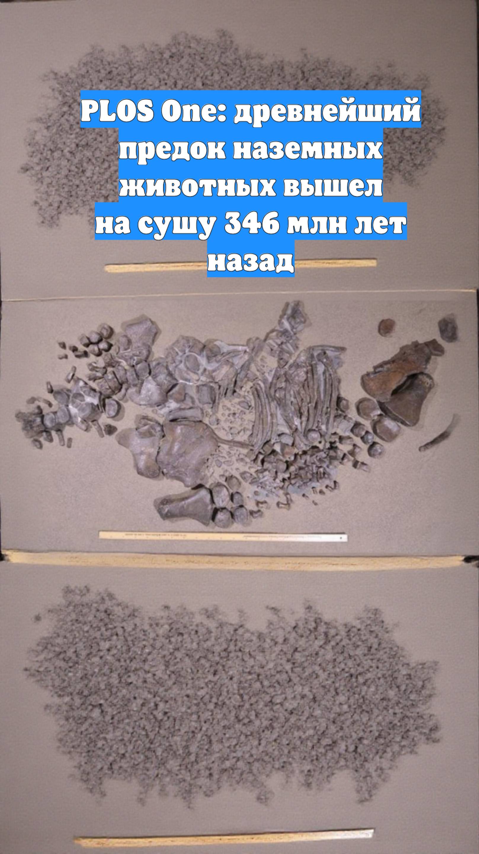 PLOS One: древнейший предок наземных животных вышел на сушу 346 млн лет назад