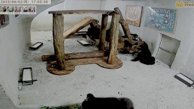 Сейчас у них маленький перекус веточками кашей