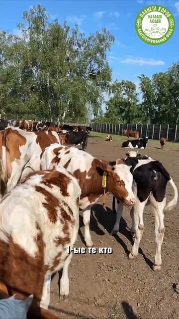 🐄 Коровы ждут своего пастуха с нетерпением!