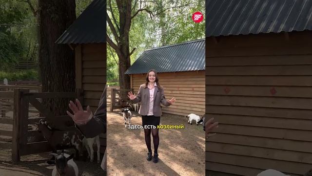 Удивительный Парк альпак под Казанью: как и где живут животные Южной Америки в Татарстане