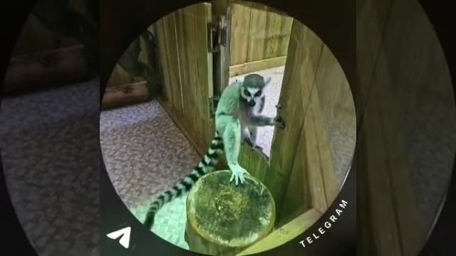 1748844547080.mp4