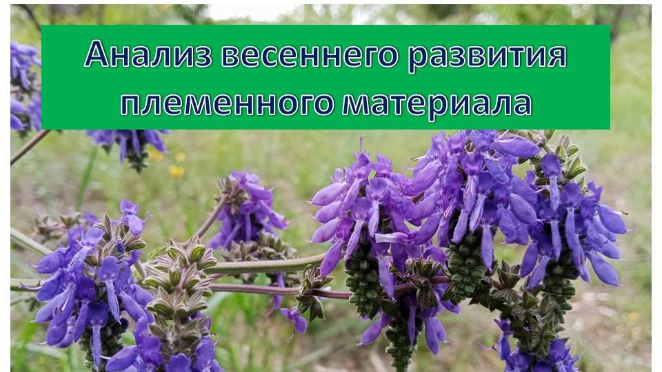 Анализ весеннего развития племенного материала