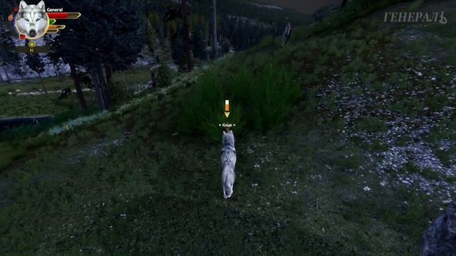 СЕЗОН ПРОЦВЕТАНИЯ! WolfQuest: Anniversary Edition # 137