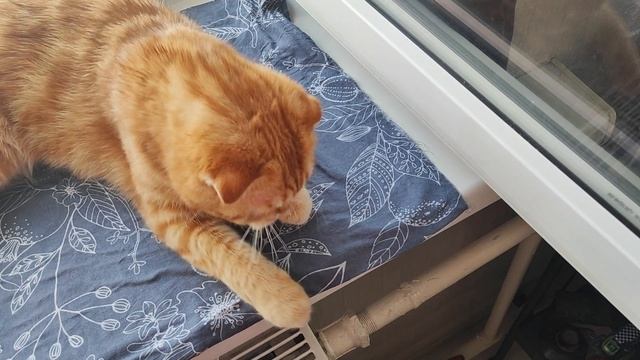 Кошки на окошке