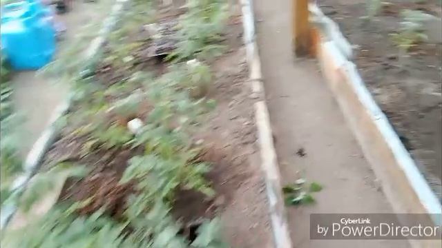 Цветут пионы / Обзор томатов.