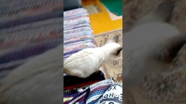 мой  кот