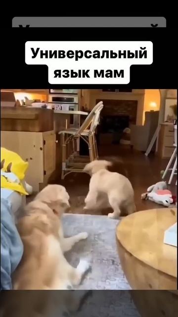 ВОТ ЭТО ВОСПИТАНИЕ - ретриверы  (2025 год)