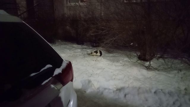 Накормил уличного котика. ^^