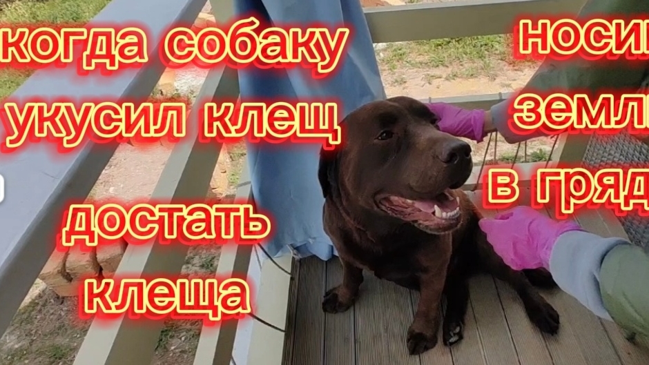 Вашу собаку укусил клещ. Что сказал врач ветклиники.Завозим землю в грядки.