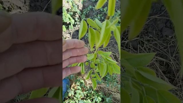 Опрыскайте молодые саженцы плодовых деревьев