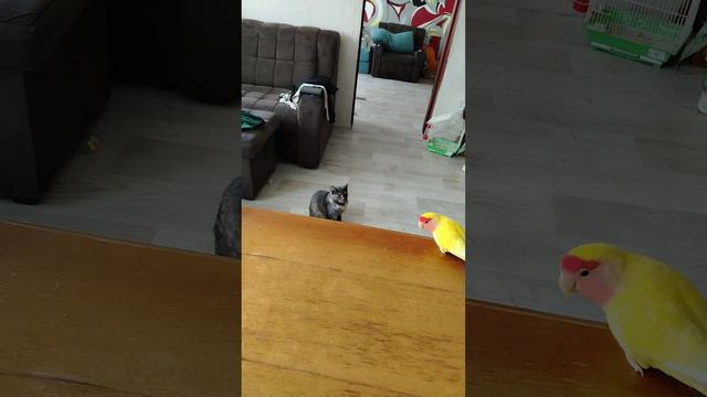 Неразлучник Чика! 🐥Очень дружелюбный🦜