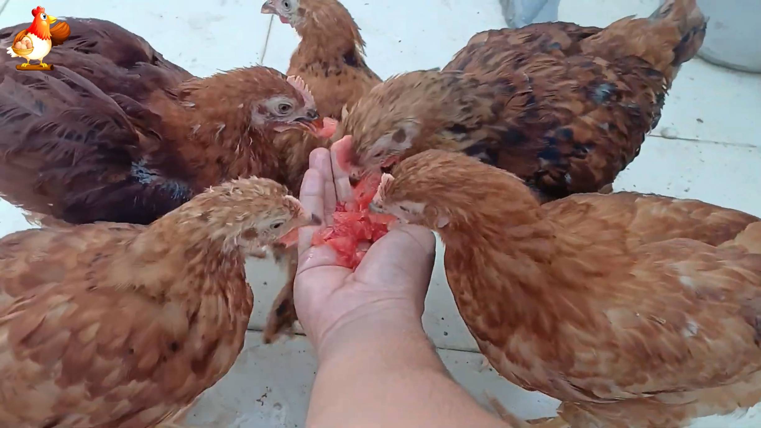 Цыплятам Род Айленд 90 дней ❣️🐤🐥😂 3 месяца