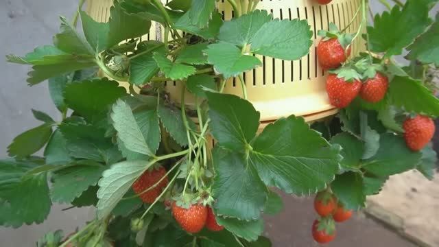 Техника выращивания ампельной клубники