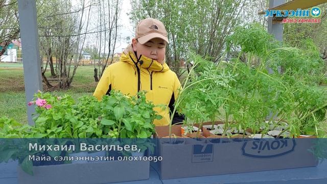 Төһө да сөрүүн халлаан турдар, атыы-тутуу көхтөөхтүк барда