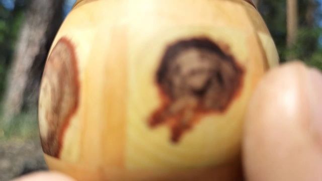 Шкатулка в июньском лесу с дубом и сосной