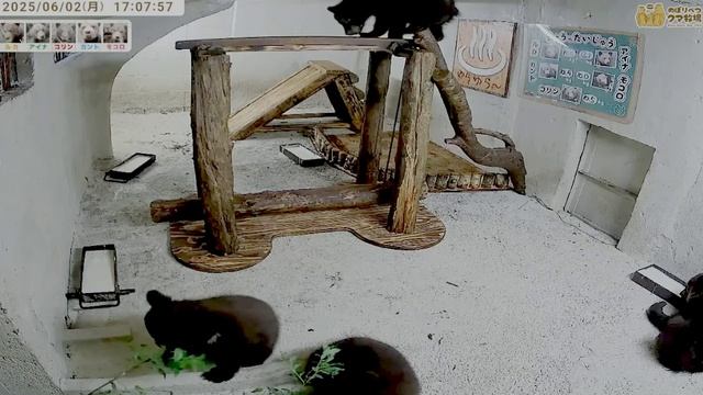 Медвежата кушают кашку