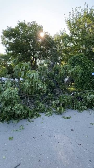 На Приморском бульваре упало трухлявое дерево