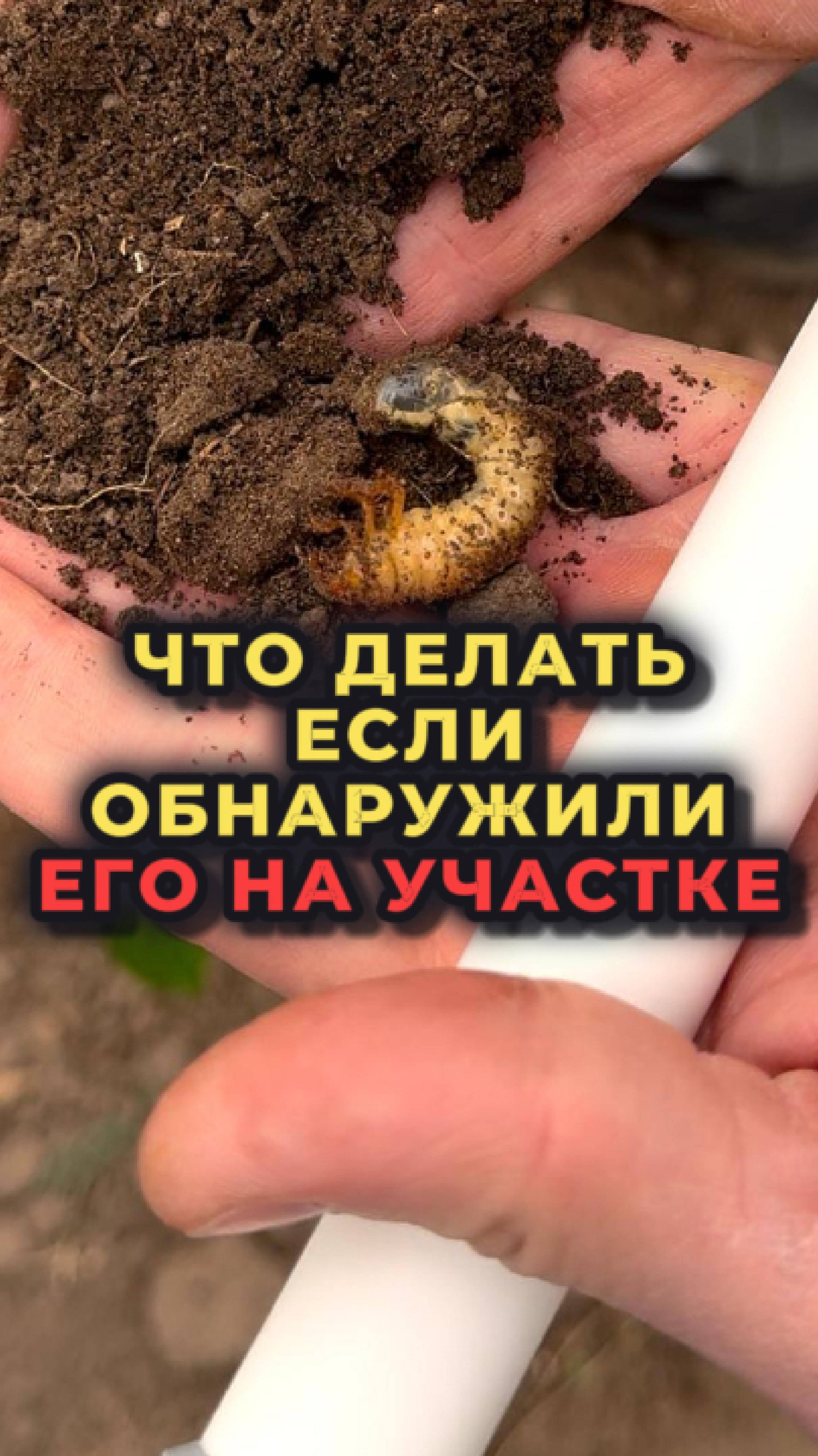 Как бороться с ХРУЩОМ на участке?
