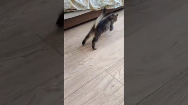 Сибирский котик Lucas Crown of Siberia, 1,5 месяца