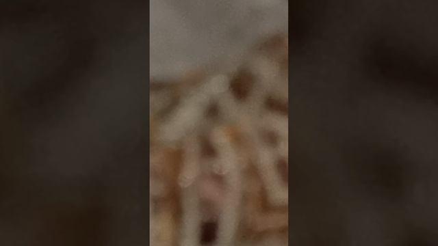 1000560760.mp4 модная русь