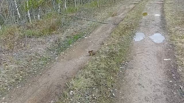 Зайчёночек затаился на дороге
