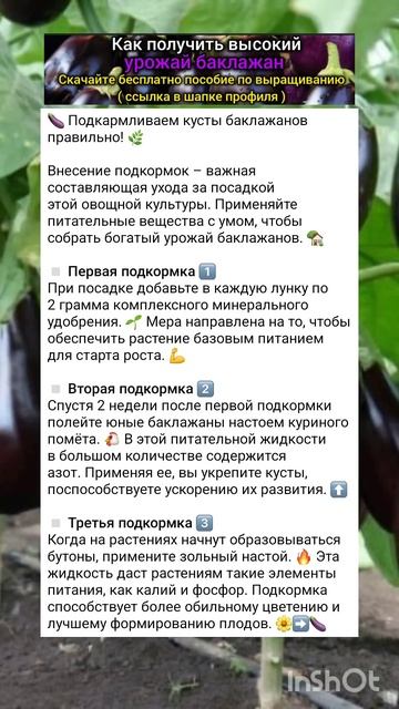 график подкормки рассады баклажан.