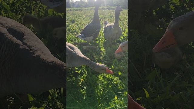 Кошечка Лапа и мышка 🐁 Гуси с бесятами на прогулке