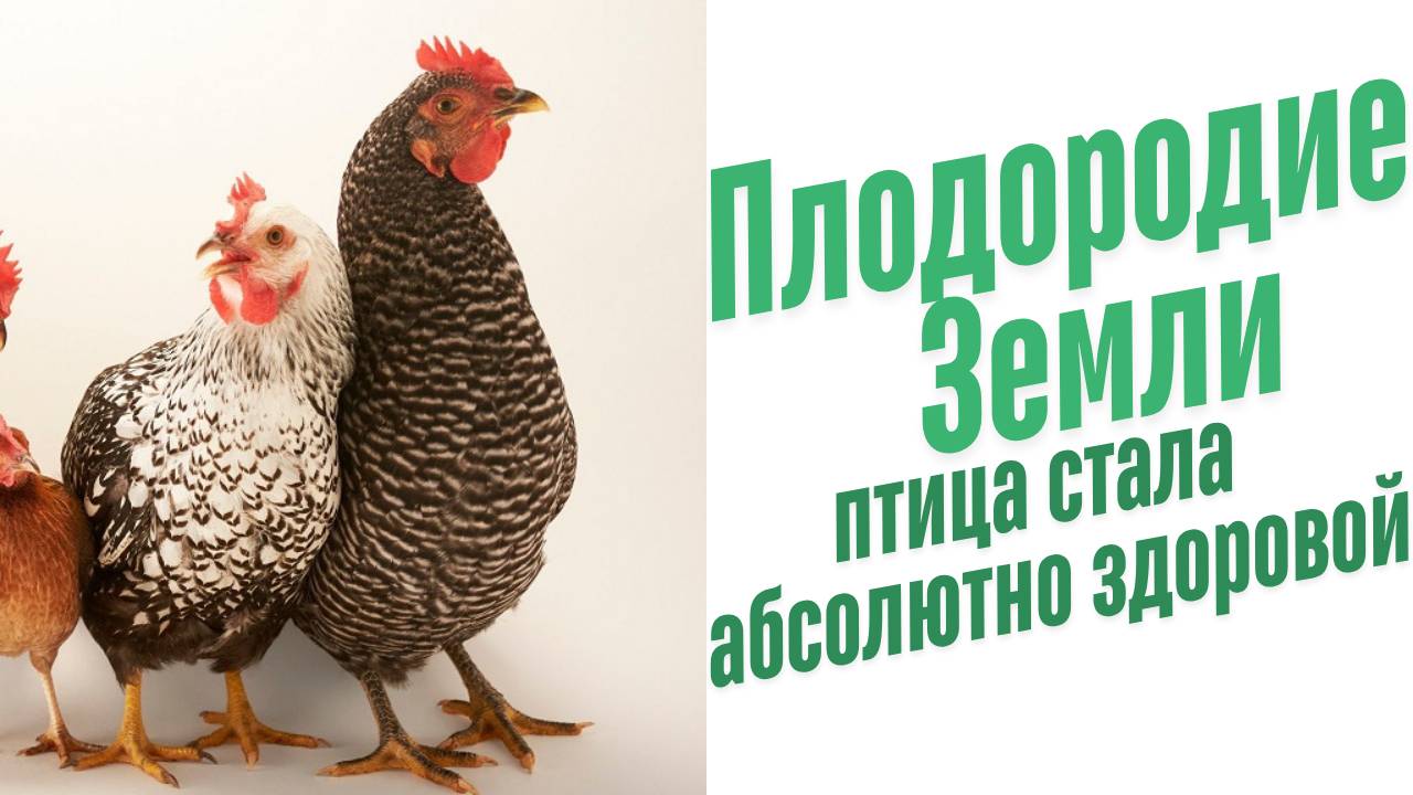 Чем кормить домашних кур?