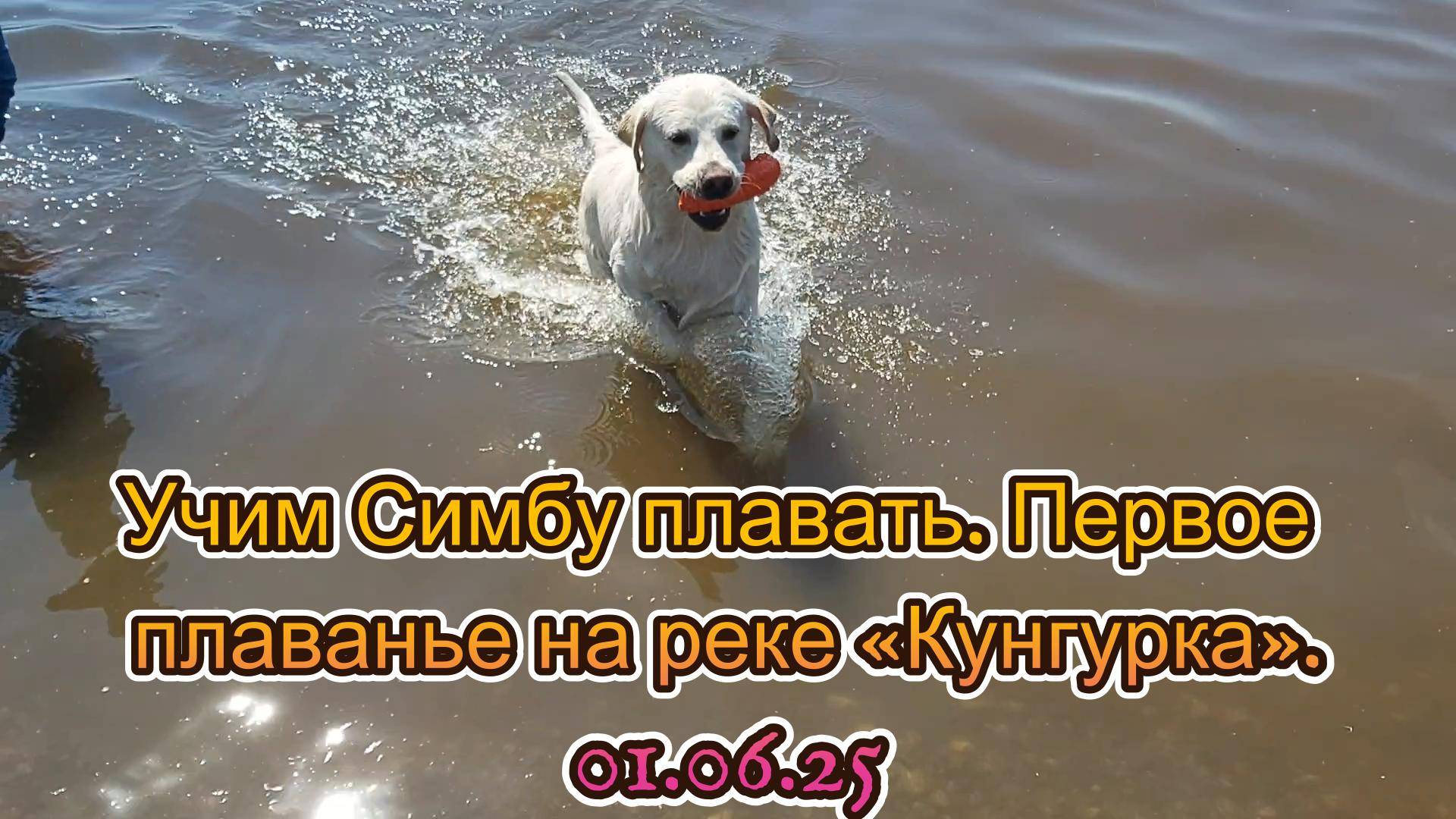 Учим Симбу плавать. Первое плаванье на реке «Кунгурка».01.06.25