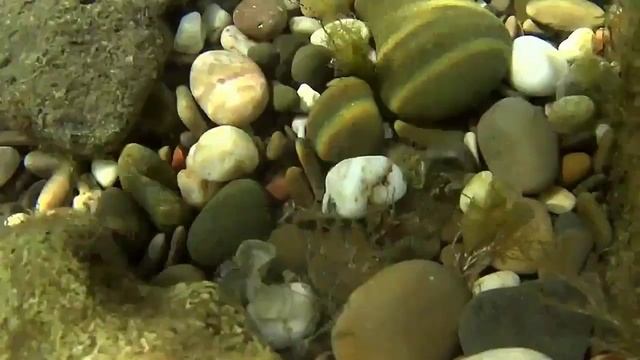 Мои находки в Черном море.