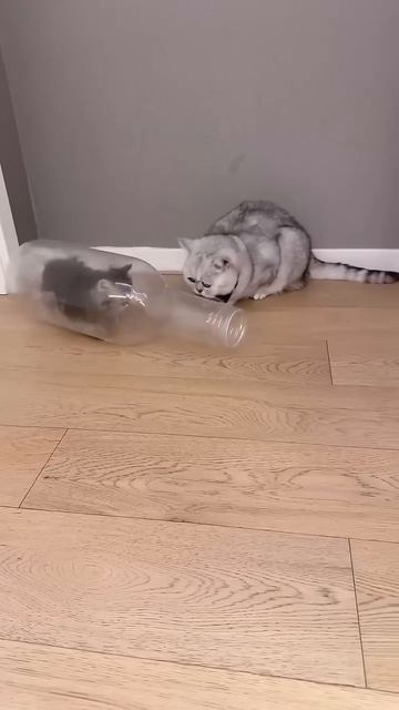 Baby Cat Vibes_ Too Cute to Miss!