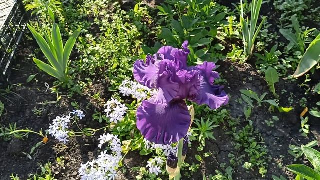 Бородатый ирис чернильно-фиолетового цвета.