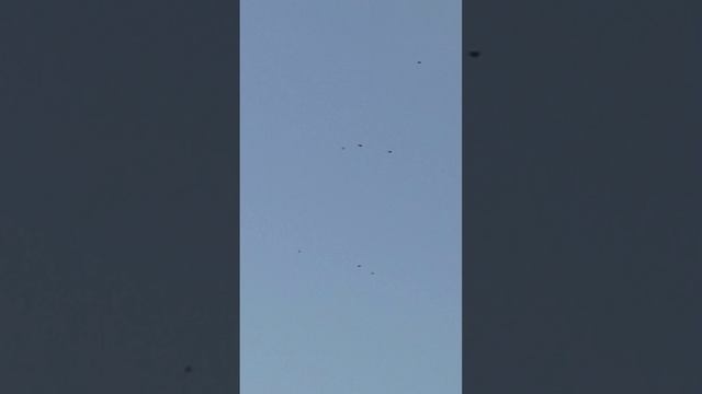 02.06.2025. Голуби. Полет.
