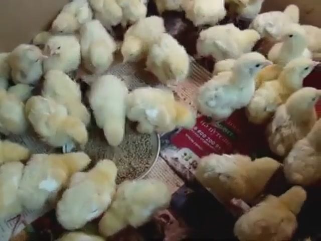 Куры Бройлеры Хаббард 4 дня.