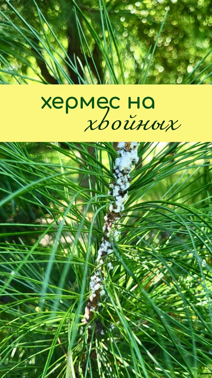 ХЕРМЕС на хвойных
