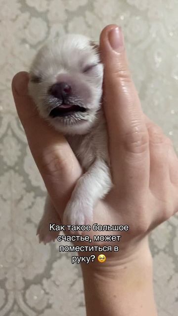 Идеальный размер стандарт породы чихуахуа!