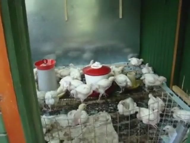 Куры Бройлеры Хаббард 23 дня.