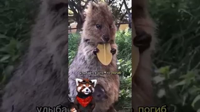 Квока