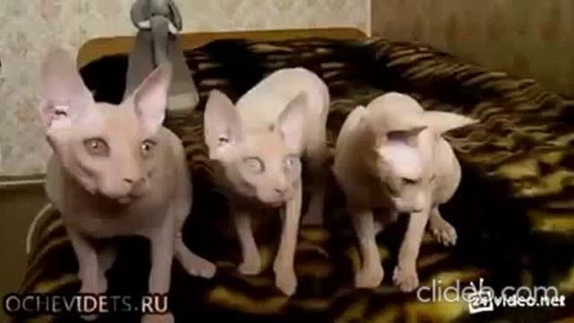ПРО ЛЫСЫХ