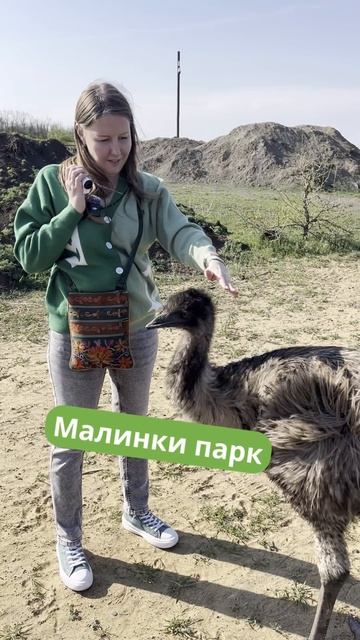 малиновые эму #малинкипарк #dreamway #путешествие #животные #travel #отдых #shortsvideo #shorts