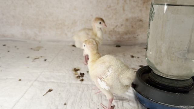 Индюк которому всего неделя показывает всем что он САМЕЦ!