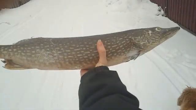 Гуляю с щукай