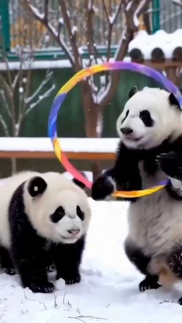 Панды решили,что пора заняться фигурой 🐼👍💪