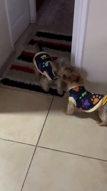 Братья Йорки Тоби и Чикилин делят игрушку/Yorkie brothers Toby and Chikilin share a to#топ