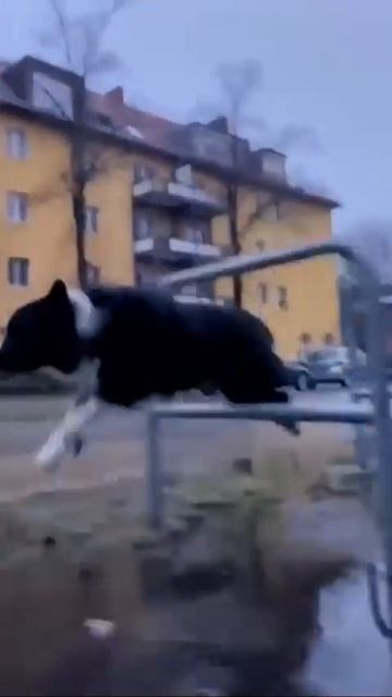 Профессиональная работа 👍💯🐶