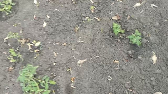 1000029589.mp4 2 июня 2025 года. Думала утро не дождусь.
