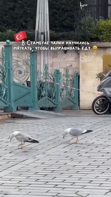 В Турции чайки массово учат кошачий язык, чтобы выпрашивать еду у туристов. 

Они сломали систему